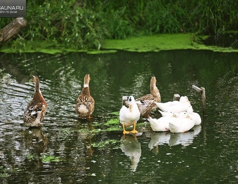 Русские бани Ляпота, в Пензе, село Константиновка, Пензенский район, Пензенская область, Россия, ул. Рабочая, 121 | Сибирская Баня. Фото: 150 | 101sauna.ru