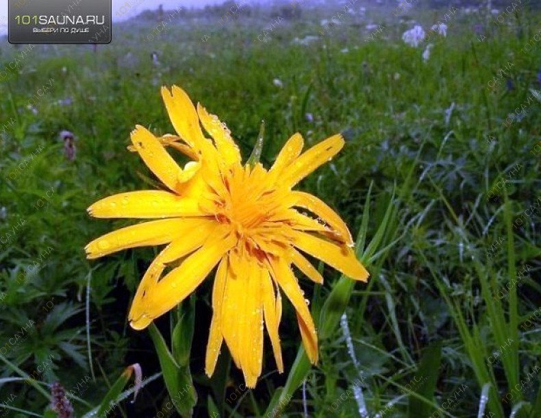 Кремлевский дом Комплекс, в Горно-Алтайске, Чуйский тракт, 479-ый км трассы М-52 | 35 | 101sauna.ru