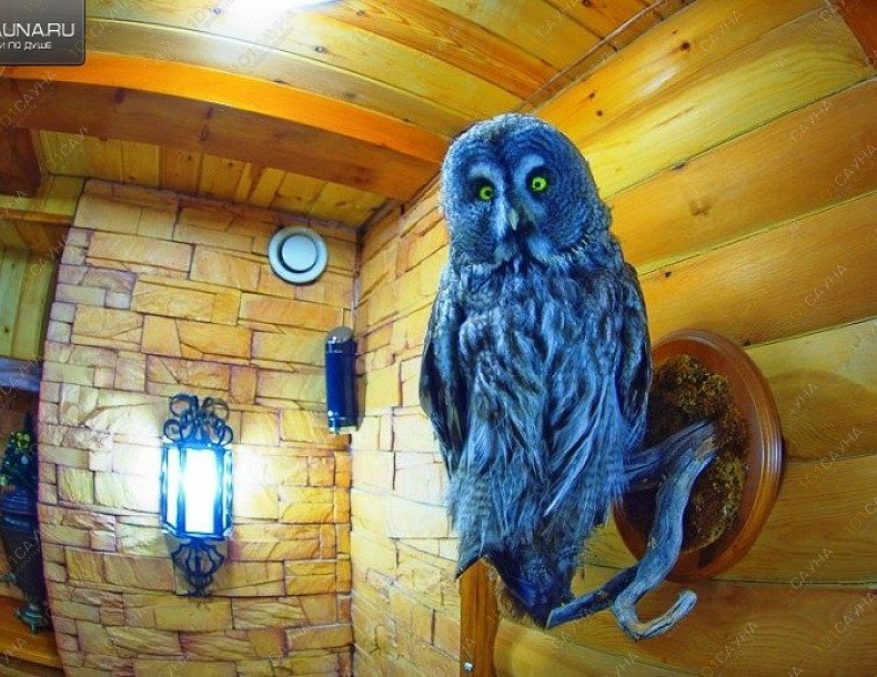 Сауна Шелест, в Хабаровске, ул. Шелеста, 73 Г | 27 | 101sauna.ru