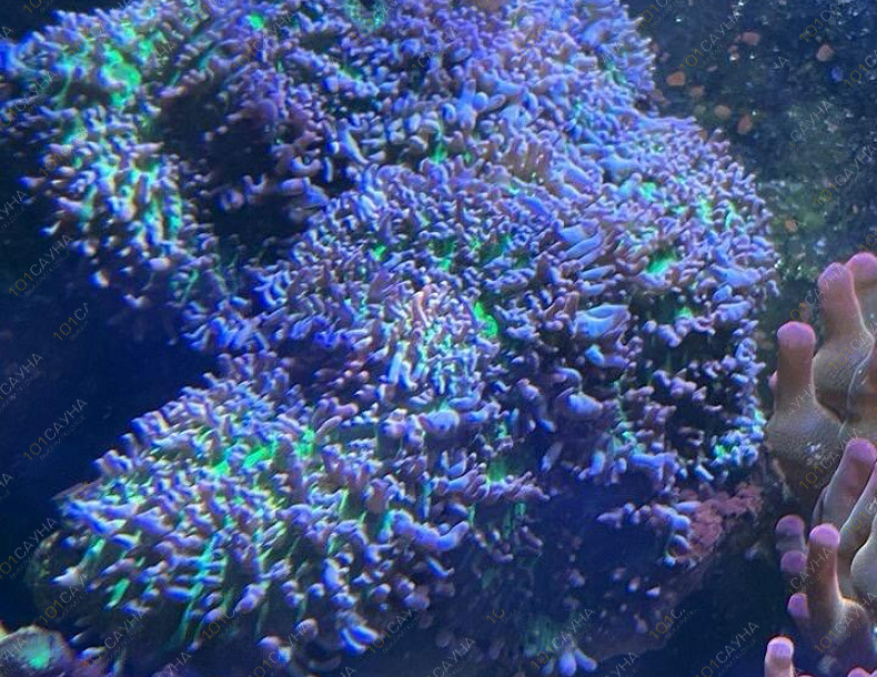 Русская баня на дровах Охотничий привал, в Краснодаре, ул. 40 лет Победы, 2/3 | Ресепшн. Наш аквариум. Фото 2 | 101sauna.ru