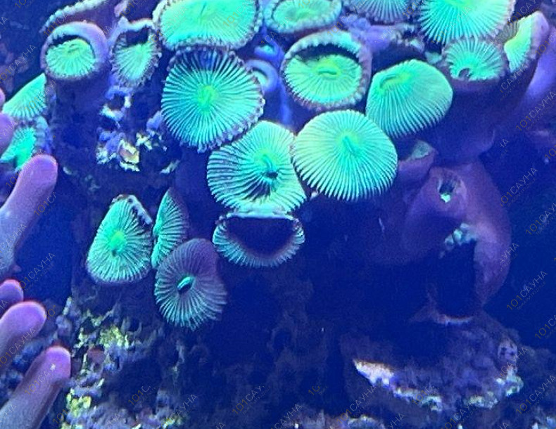 Русская баня на дровах Охотничий привал, в Краснодаре, ул. 40 лет Победы, 2/3 | Ресепшн. Наш аквариум. Фото 3 | 101sauna.ru