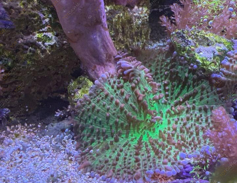 Русская баня на дровах Охотничий привал, в Краснодаре, ул. 40 лет Победы, 2/3 | Ресепшн. Наш аквариум. Фото 4 | 101sauna.ru