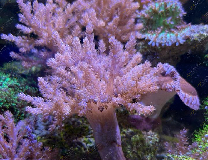 Русская баня на дровах Охотничий привал, в Краснодаре, ул. 40 лет Победы, 2/3 | Ресепшн. Наш аквариум. Фото 5 | 101sauna.ru