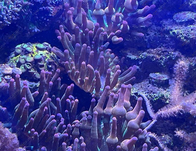 Русская баня на дровах Охотничий привал, в Краснодаре, ул. 40 лет Победы, 2/3 | Ресепшн. Наш аквариум. Фото 6 | 101sauna.ru