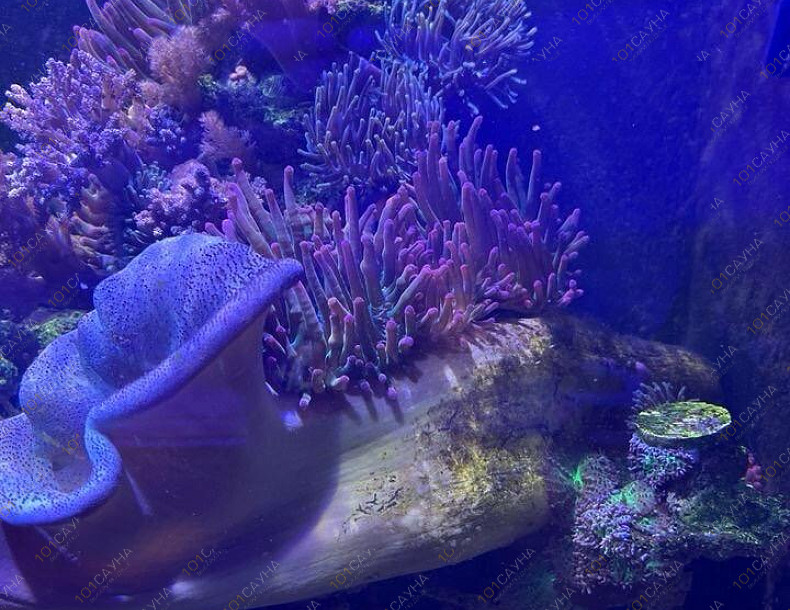 Русская баня на дровах Охотничий привал, в Краснодаре, ул. 40 лет Победы, 2/3 | Ресепшн. Наш аквариум. Фото 7 | 101sauna.ru