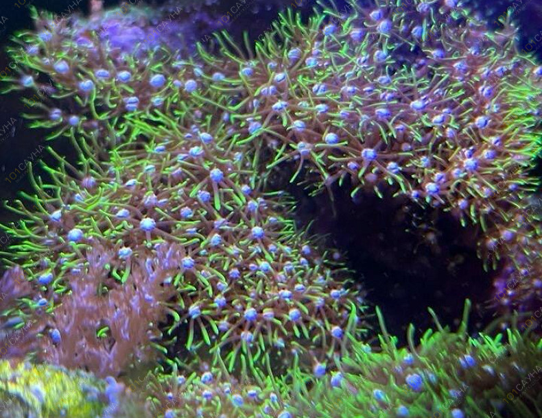 Русская баня на дровах Охотничий привал, в Краснодаре, ул. 40 лет Победы, 2/3 | Ресепшн. Наш аквариум. Фото 8 | 101sauna.ru