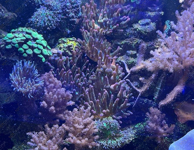 Русская баня на дровах Охотничий привал, в Краснодаре, ул. 40 лет Победы, 2/3 | Ресепшн. Наш аквариум. Фото 9 | 101sauna.ru