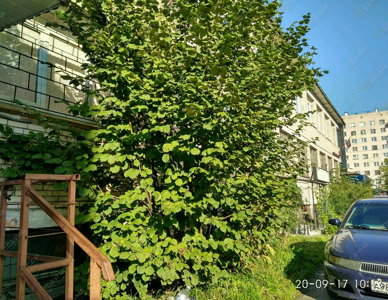 Банный SPA комплекс Paradise, в Санкт-Петербурге, просп. Ветеранов, 166 | Русская парная в банном комплексе Paradise | 101sauna.ru